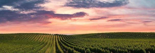 Vigne à Bordeaux