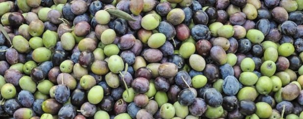 Manosque les olives